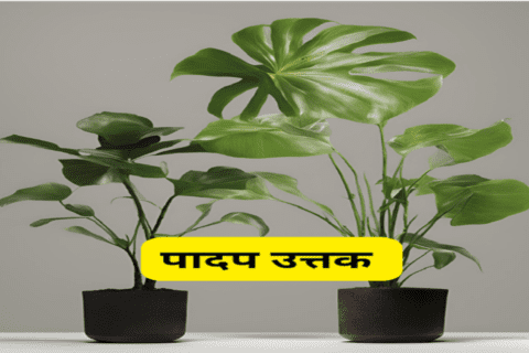 Plant Tiisue Important Questions