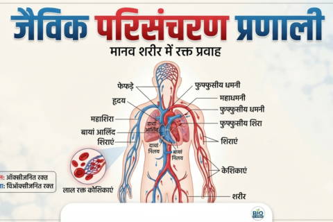 जैविक परिसंचरण प्रणाली